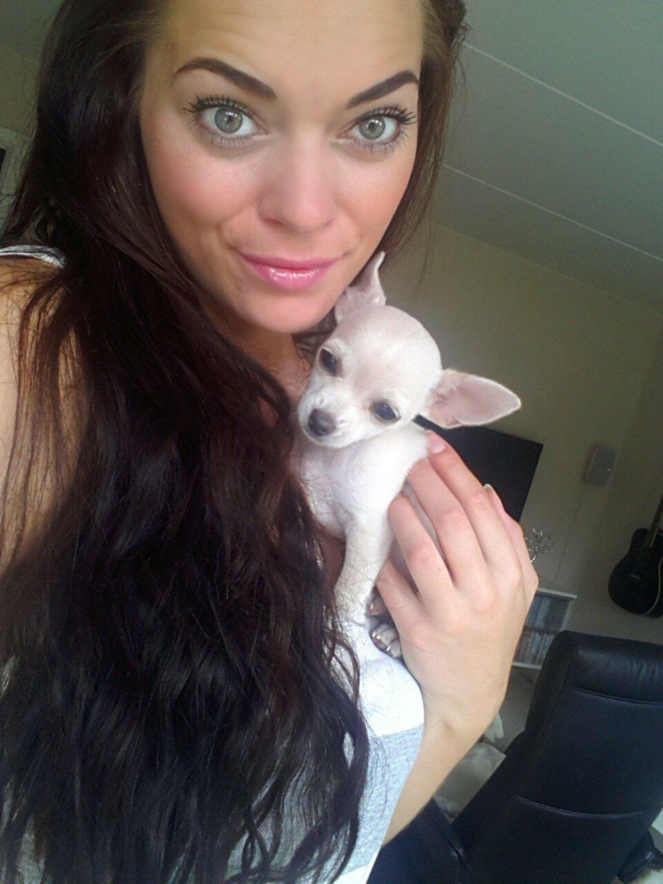 Chihuahua Shiro ("Hvid" på Japansk) billede 9