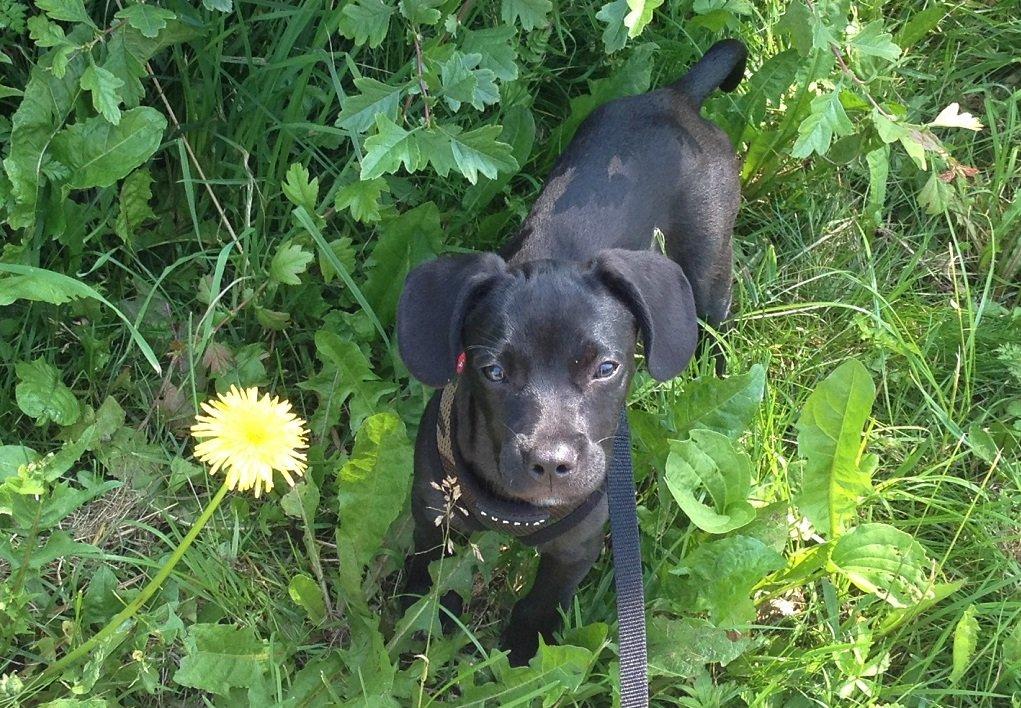 Blanding af racer Basse billede 4