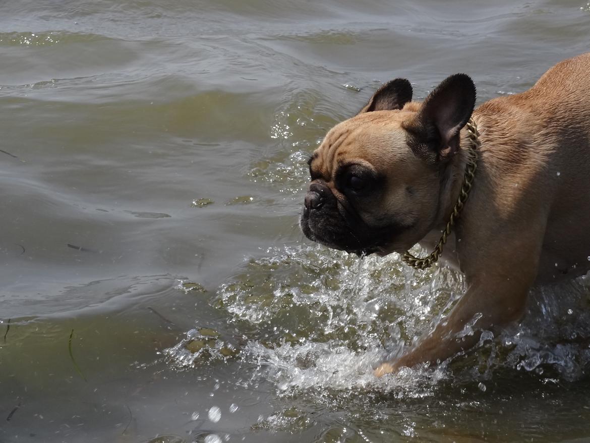 Fransk bulldog Bella - Der er altid fart på - vand eller ej ;) billede 9
