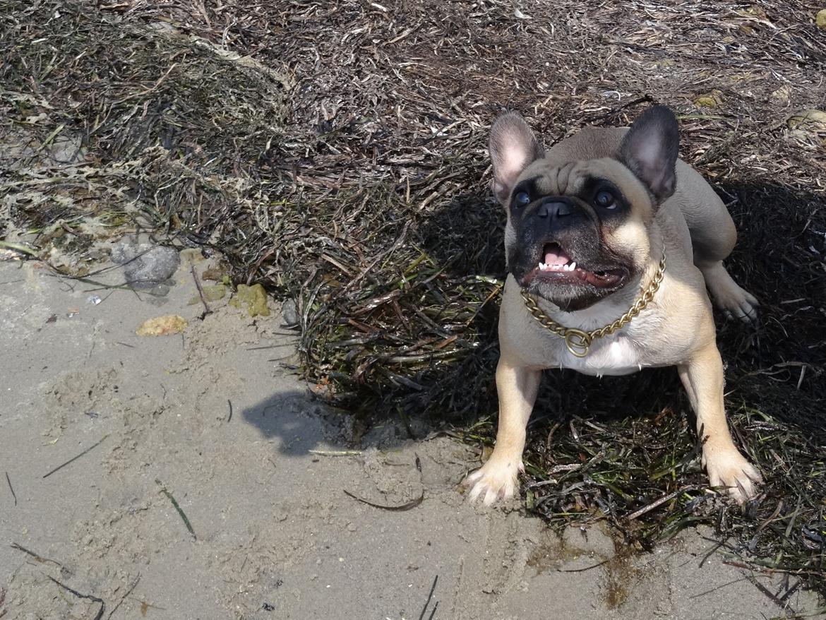 Fransk bulldog Bella - voooooov! billede 8