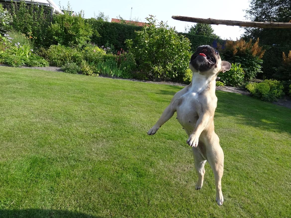 Fransk bulldog Bella - Giv mig min pind! billede 5