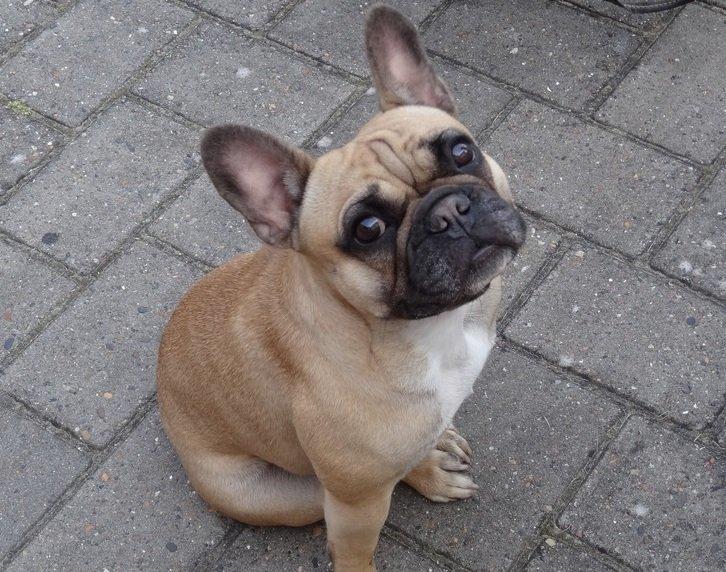 Fransk bulldog Bella - Så sød som hun kan se ud ;) billede 6