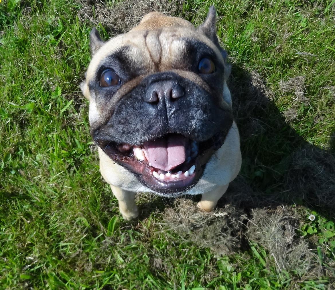 Fransk bulldog Bella billede 7