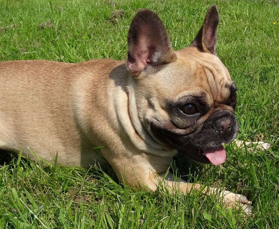 Fransk bulldog Bella billede 10