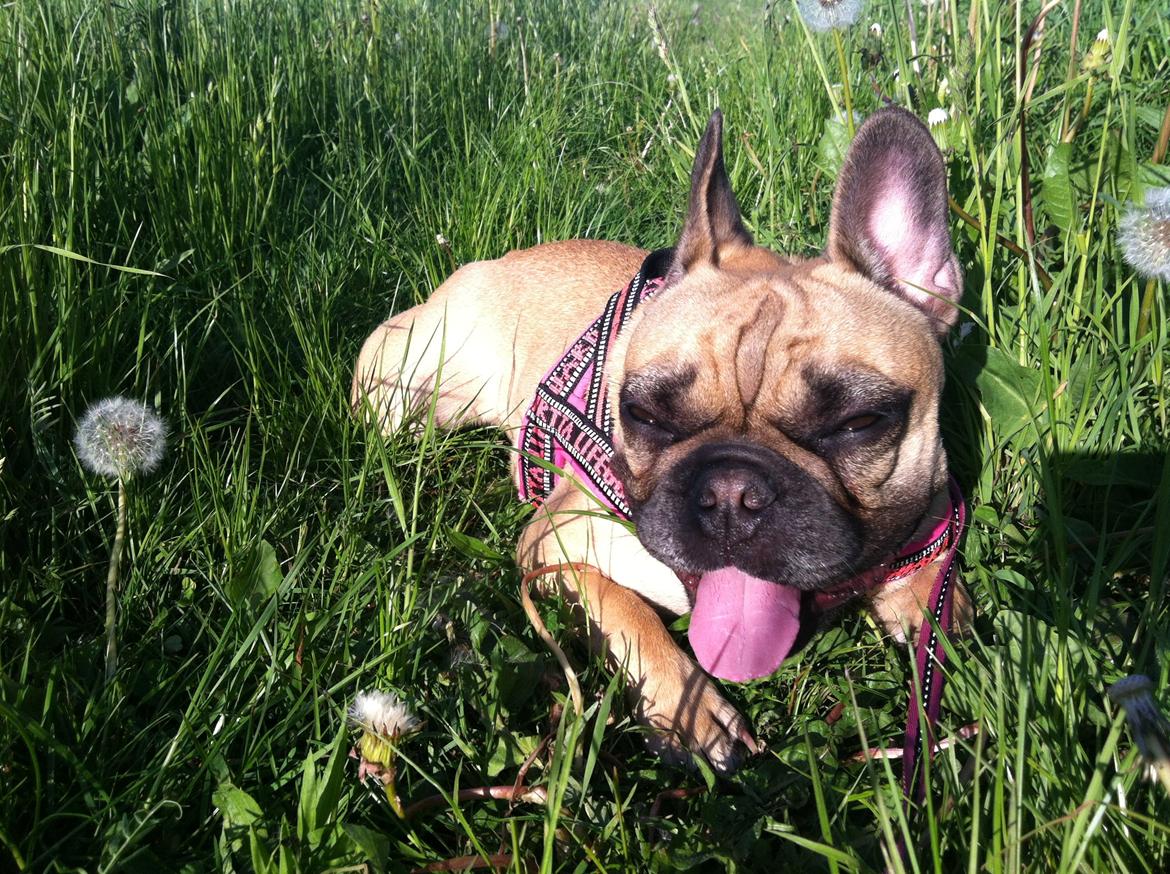 Fransk bulldog Bella - Det er hårdt at være bulldog ;) billede 11
