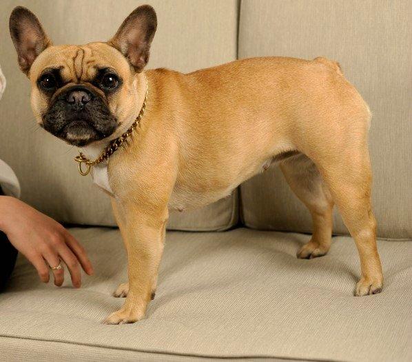 Fransk bulldog Bella - En lækker lille dame :) billede 1