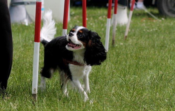 Cavalier king charles spaniel Aya - Aya øver slalom til Nyborg børnedyrskue :D billede 15