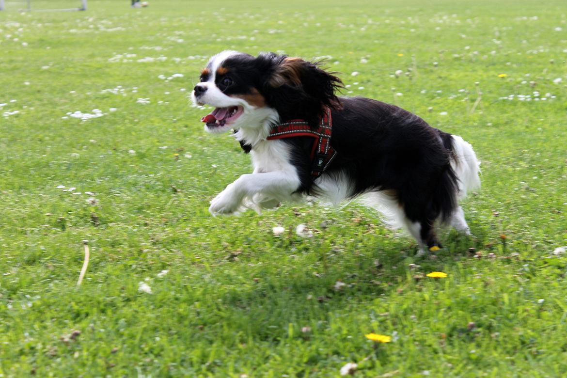 Cavalier king charles spaniel Aya - Tjuhej hvor det går ;) billede 27