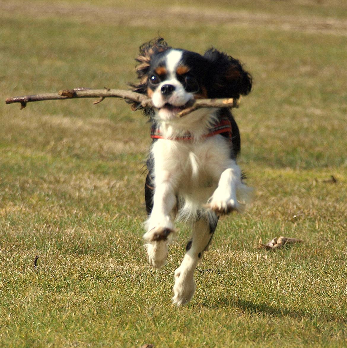 Cavalier king charles spaniel Aya - I fuld firspring billede 28