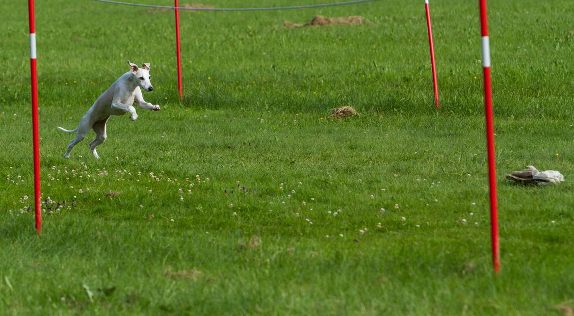 Whippet Kiwi - Whippetrace - Juni 2013 billede 34