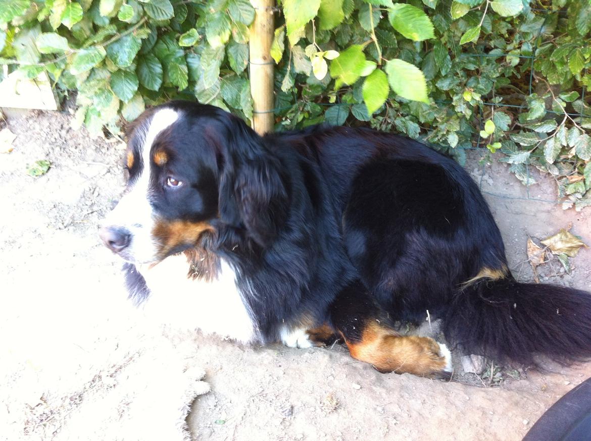 Berner sennenhund Louie billede 7