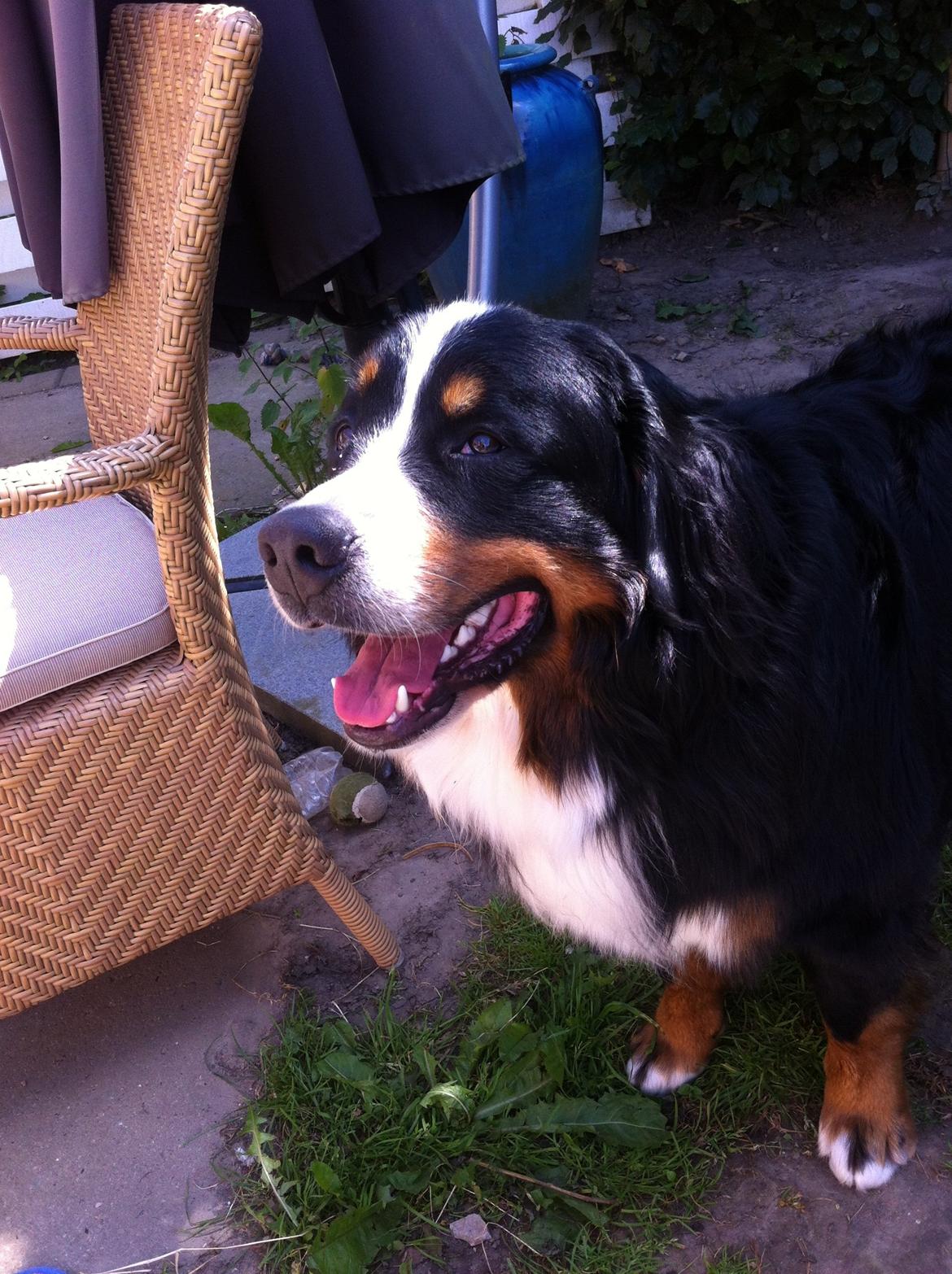 Berner sennenhund Louie billede 8