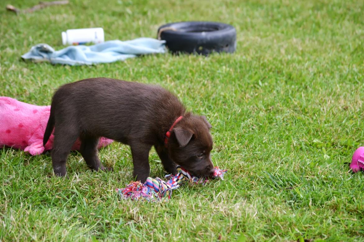 Australsk kelpie Tarrawangas Bingo (Dingo) - 6 uger gammel. billede 3