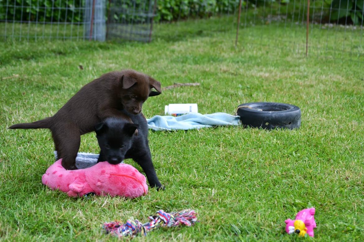 Australsk kelpie Tarrawangas Bingo (Dingo) - 6 uger gammel. billede 4