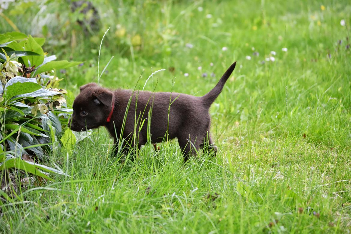 Australsk kelpie Tarrawangas Bingo (Dingo) - 6 uger gammel. billede 5