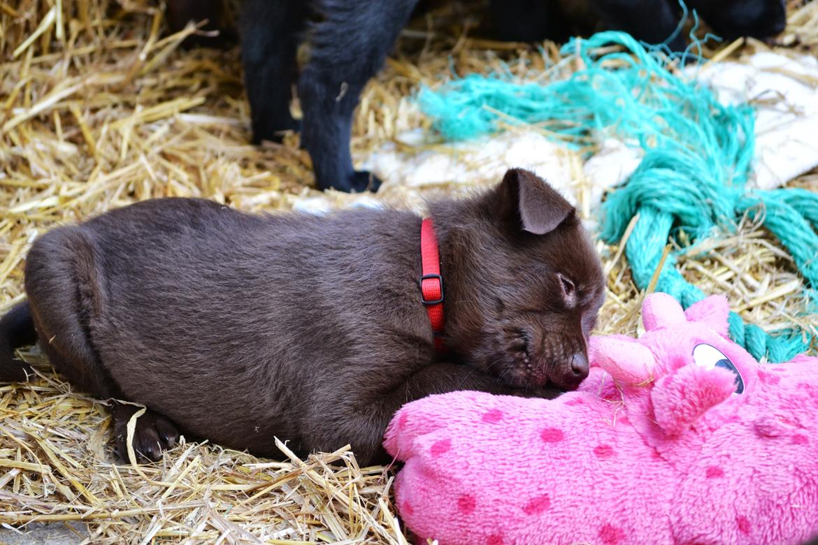 Australsk kelpie Tarrawangas Bingo (Dingo) - 6 uger gammel. billede 6