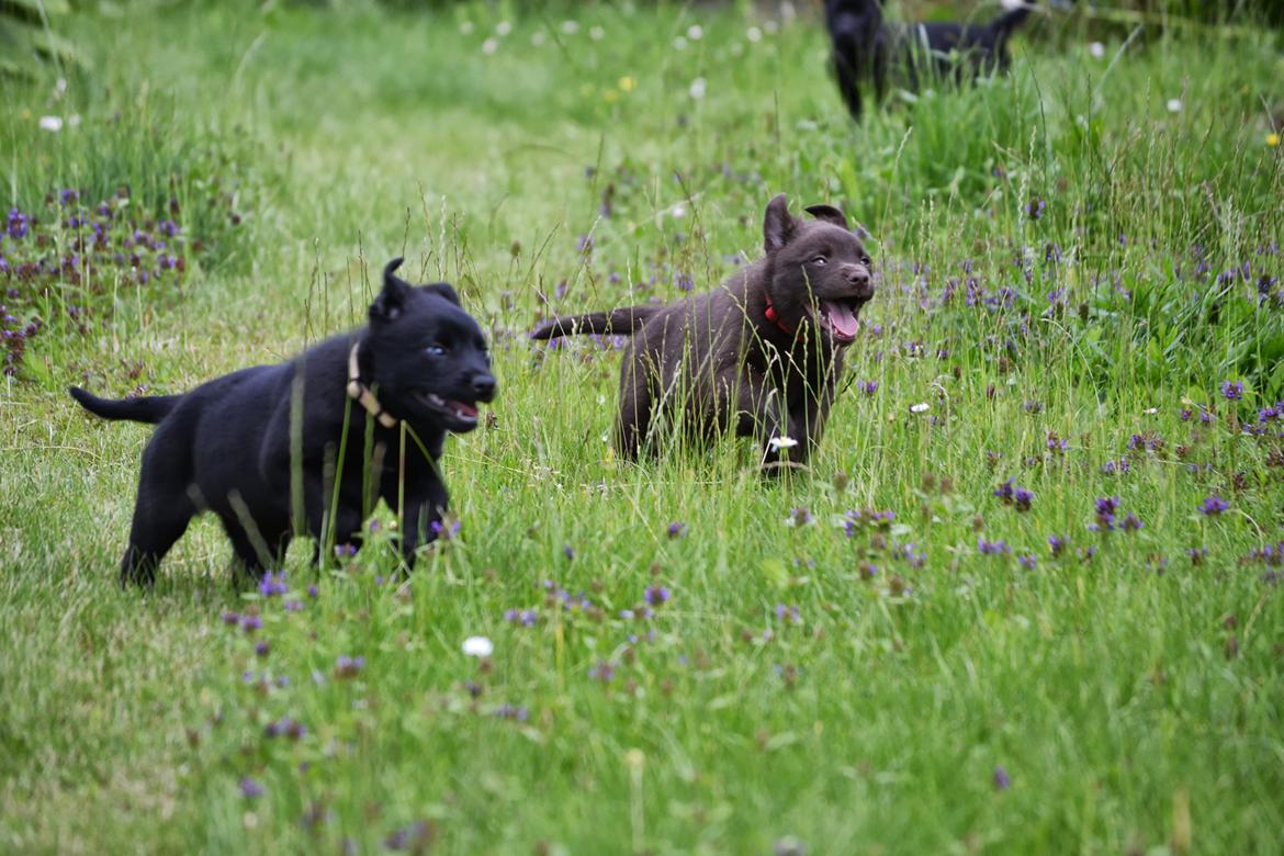 Australsk kelpie Tarrawangas Bingo (Dingo) - 6 uger gammel. billede 7