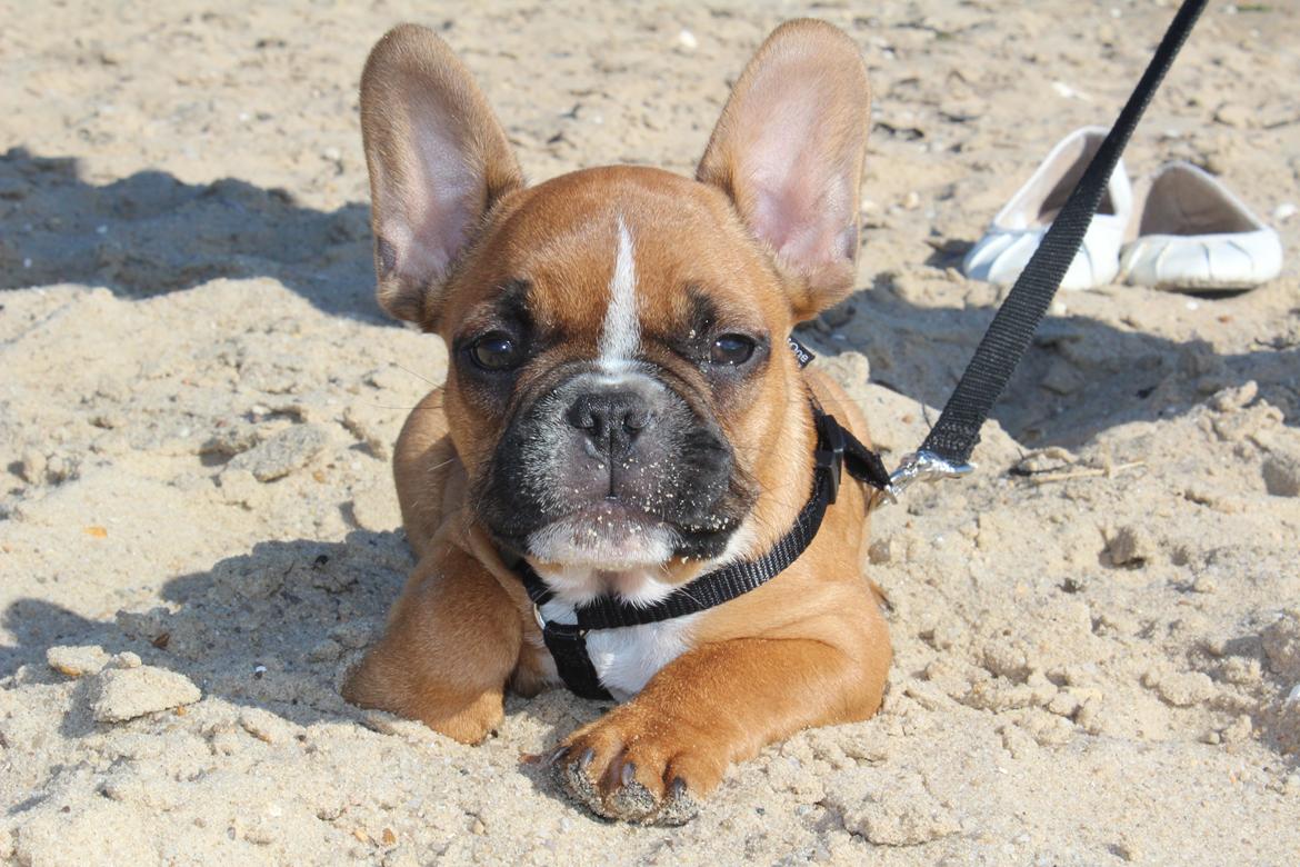 Fransk bulldog Arnold - På stranden :-) 10 uger gammel billede 48
