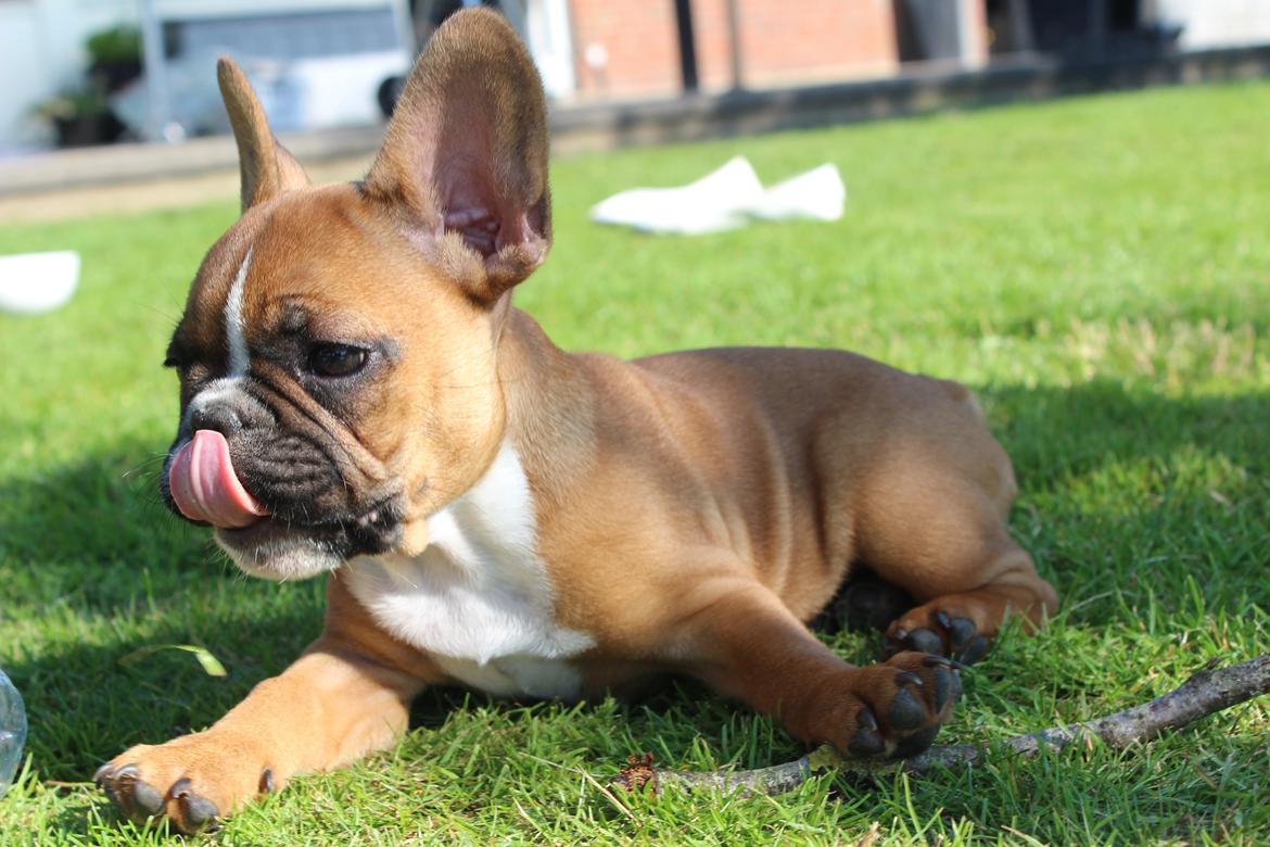 Fransk bulldog Arnold billede 43