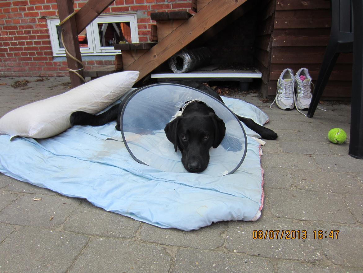 Labrador retriever Balto - Hund der lige er blevet kastereret. billede 14