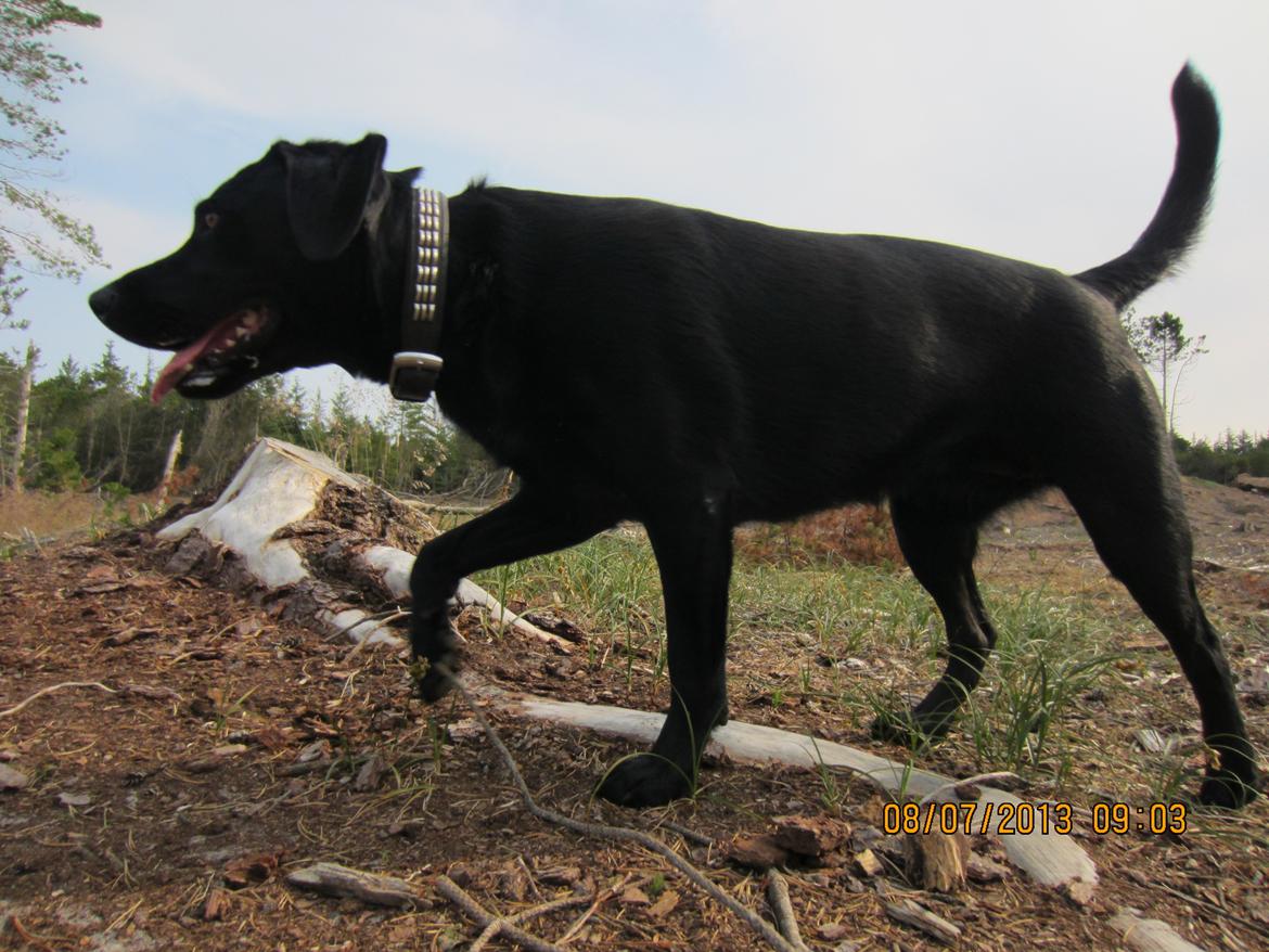 Labrador retriever Molly billede 18