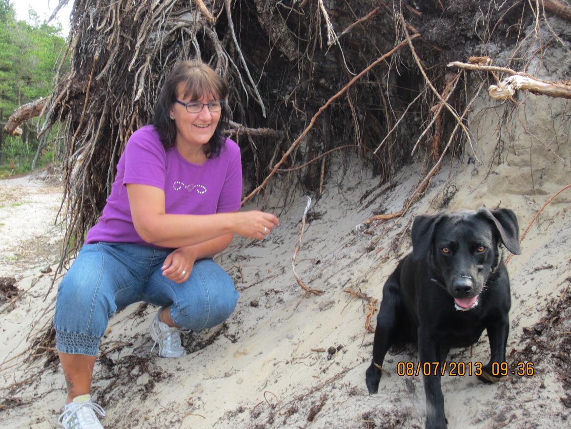 Labrador retriever Molly billede 19