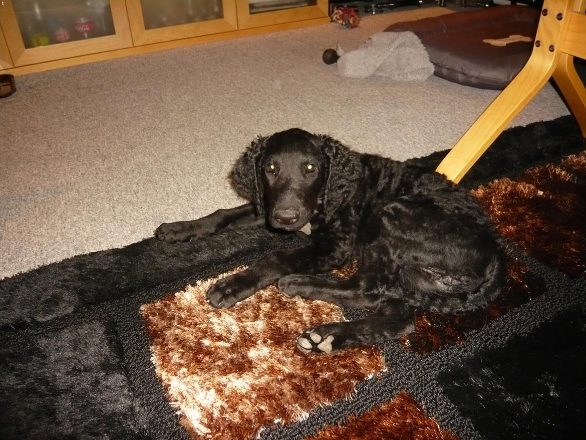 Curly coated retriever Chilli billede 2