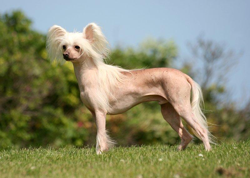 Chinese crested hårløs Silas - 10/7-13 billede 4