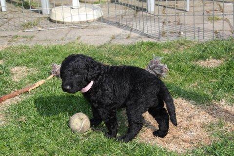 Curly coated retriever Chilli billede 3