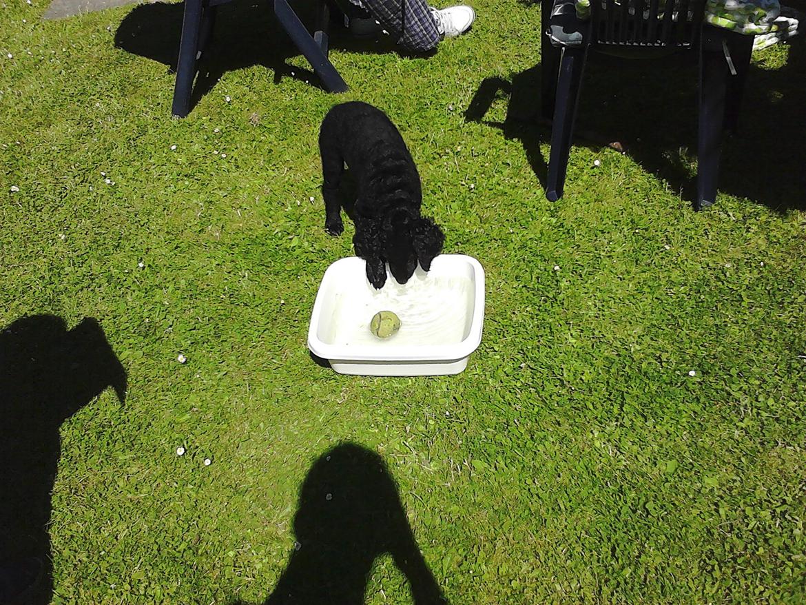 Curly coated retriever Chilli billede 4