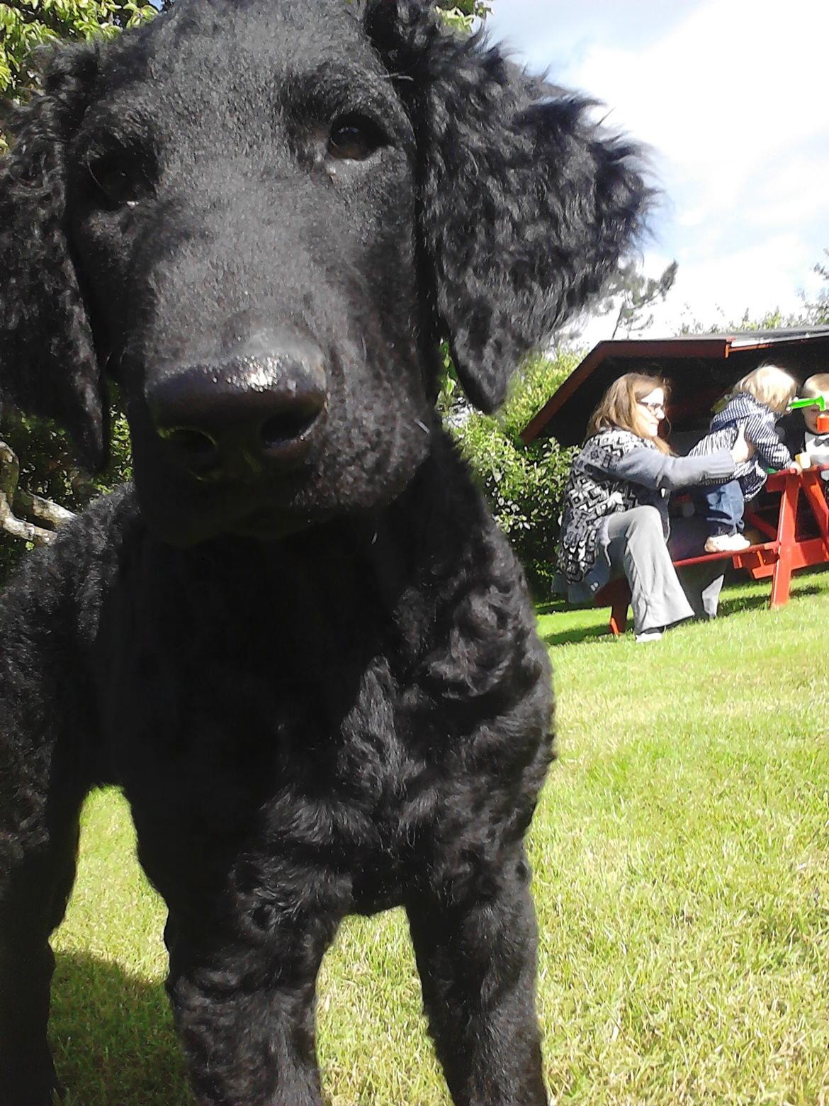 Curly coated retriever Chilli billede 6