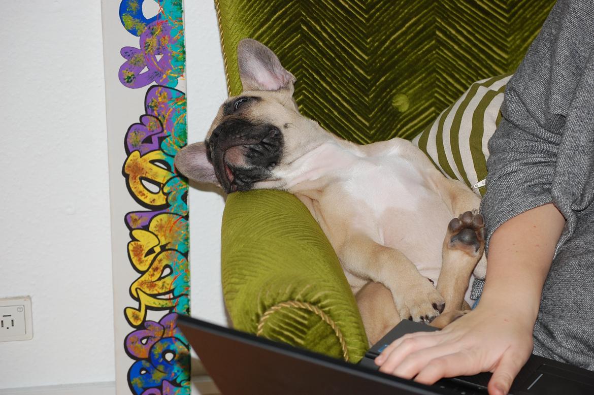 Fransk bulldog Perry billede 9