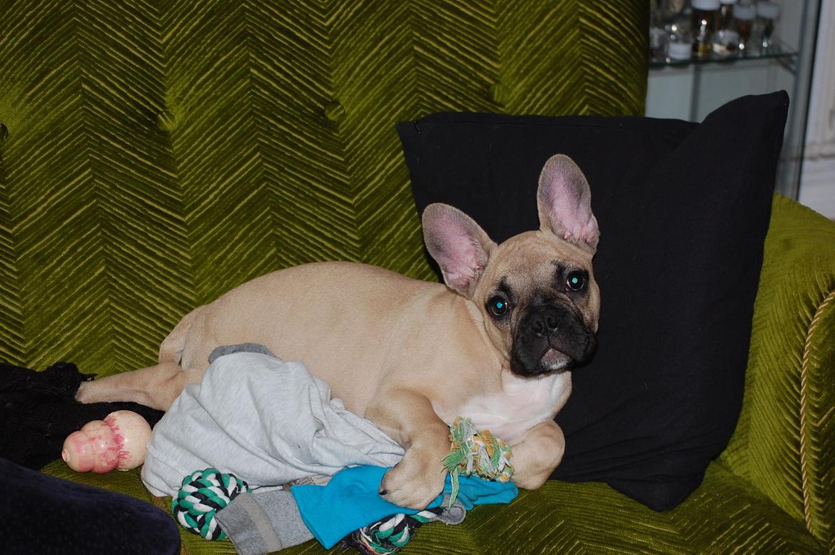 Fransk bulldog Perry billede 10