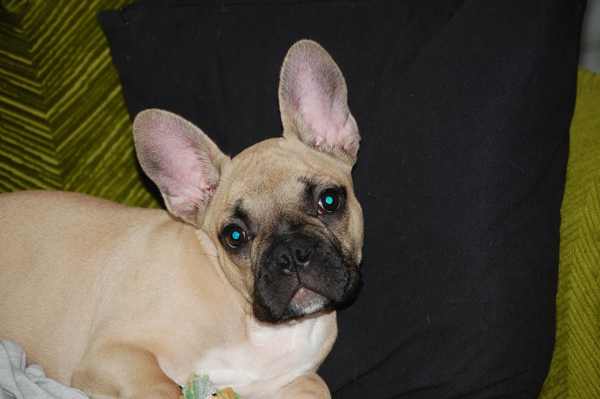 Fransk bulldog Perry billede 11