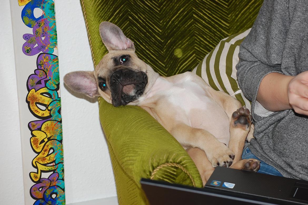 Fransk bulldog Perry billede 12