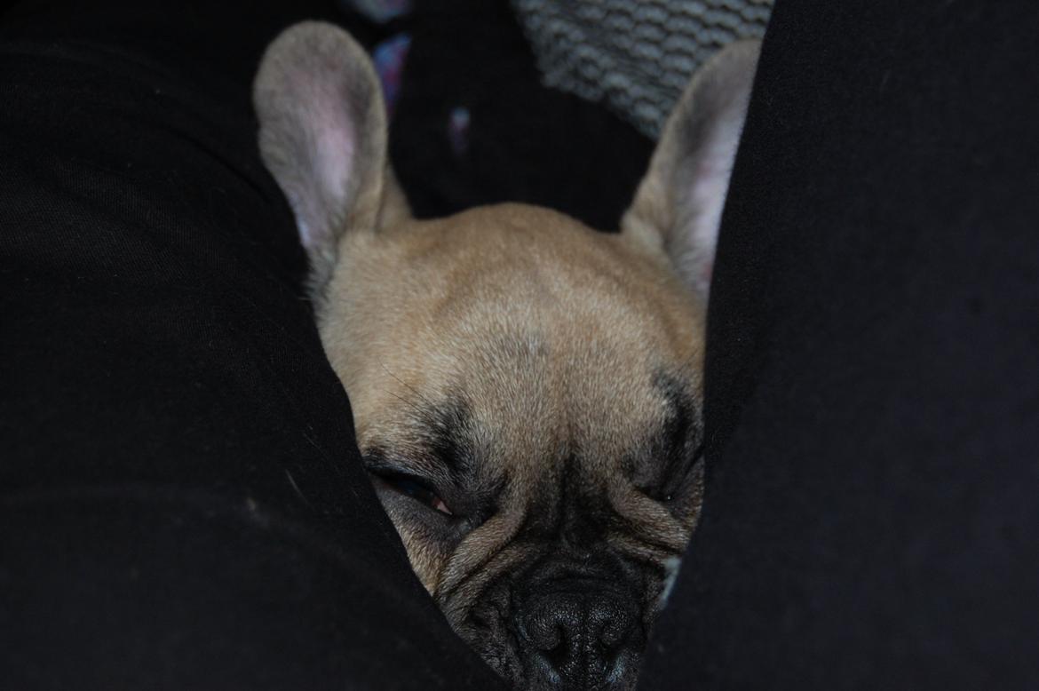 Fransk bulldog Perry billede 13