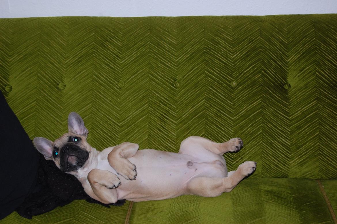 Fransk bulldog Perry billede 14