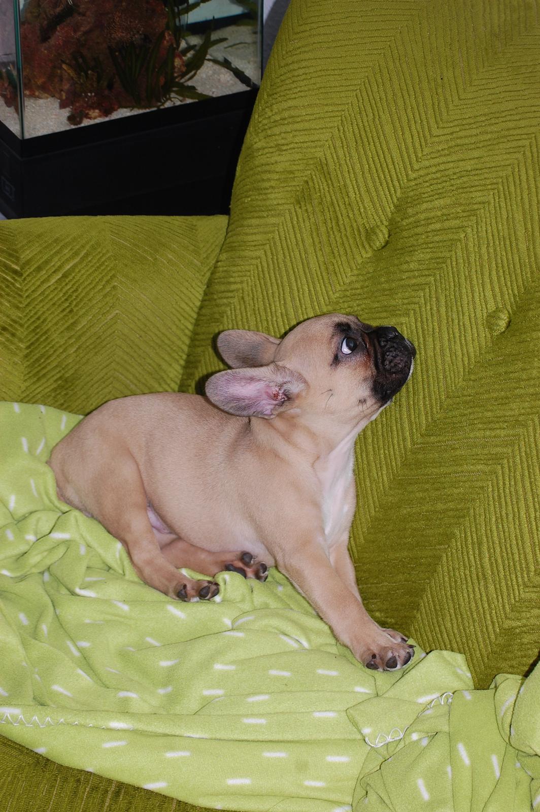 Fransk bulldog Perry billede 15