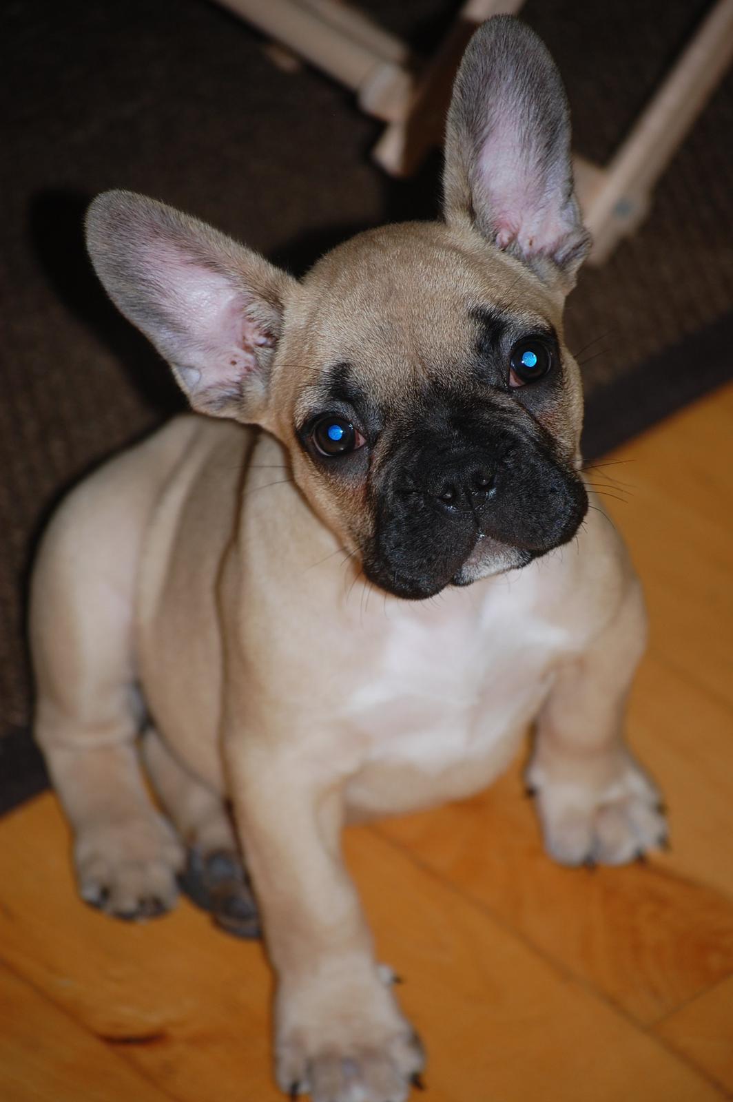 Fransk bulldog Perry billede 8