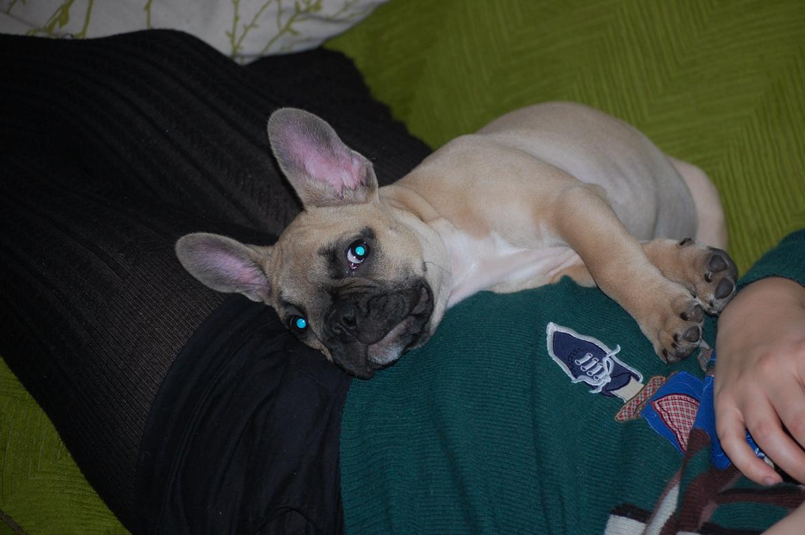 Fransk bulldog Perry billede 16