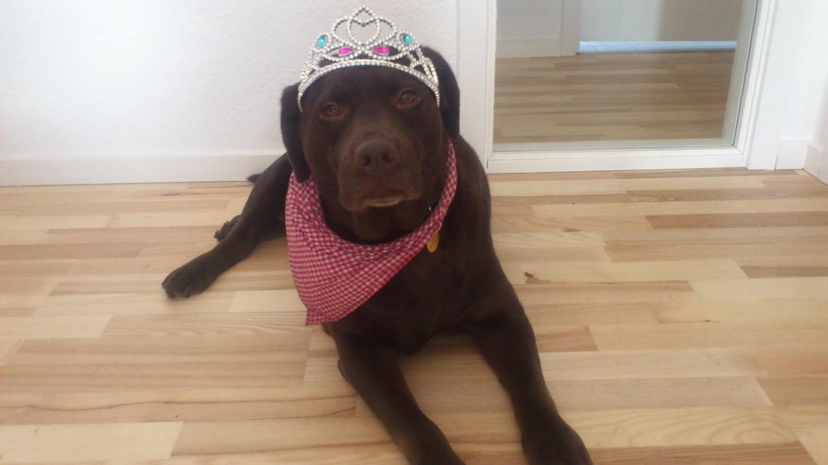 Labrador retriever Nanna  * - 6 år billede 2