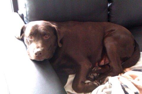 Labrador retriever Nanna  * - 6 år billede 1