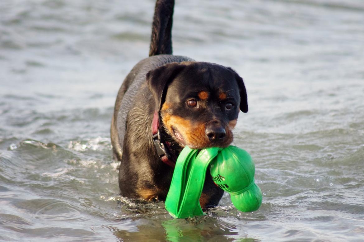 Rottweiler Vom Hause Wenorra Fadia - Juli 2013 billede 18