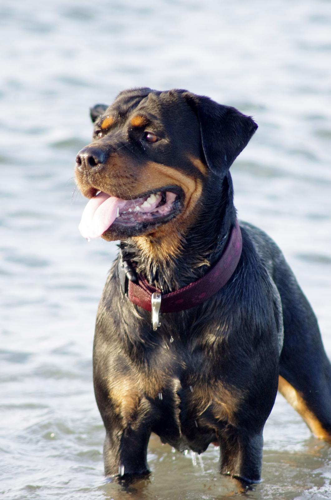 Rottweiler Vom Hause Wenorra Fadia - Juli 2013 billede 17