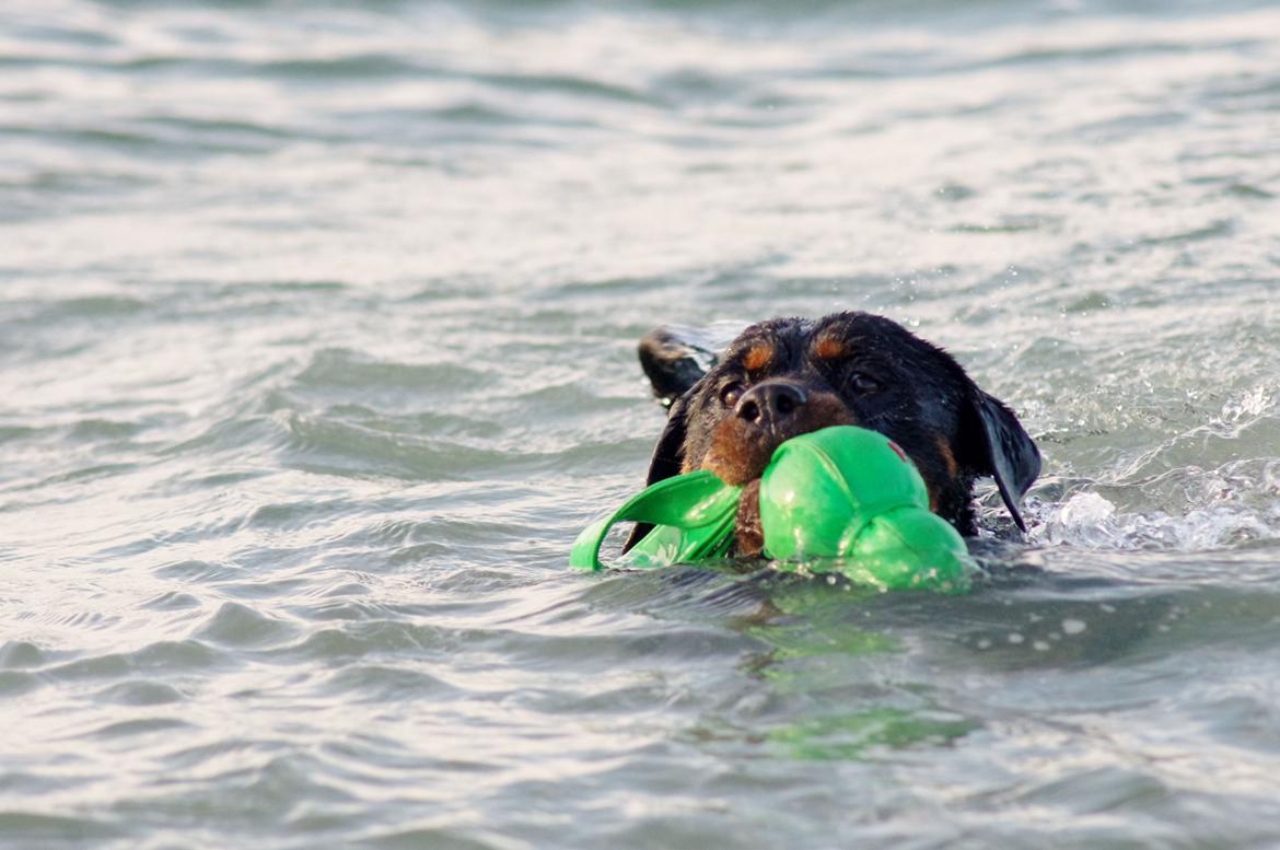 Rottweiler Vom Hause Wenorra Fadia - Juli 2013 billede 19