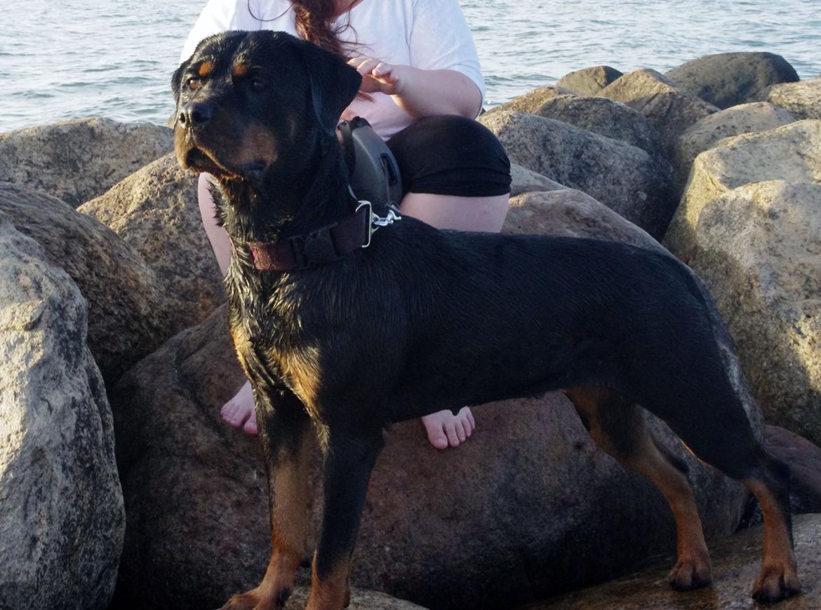 Rottweiler Vom Hause Wenorra Fadia - Juli 2013 billede 20