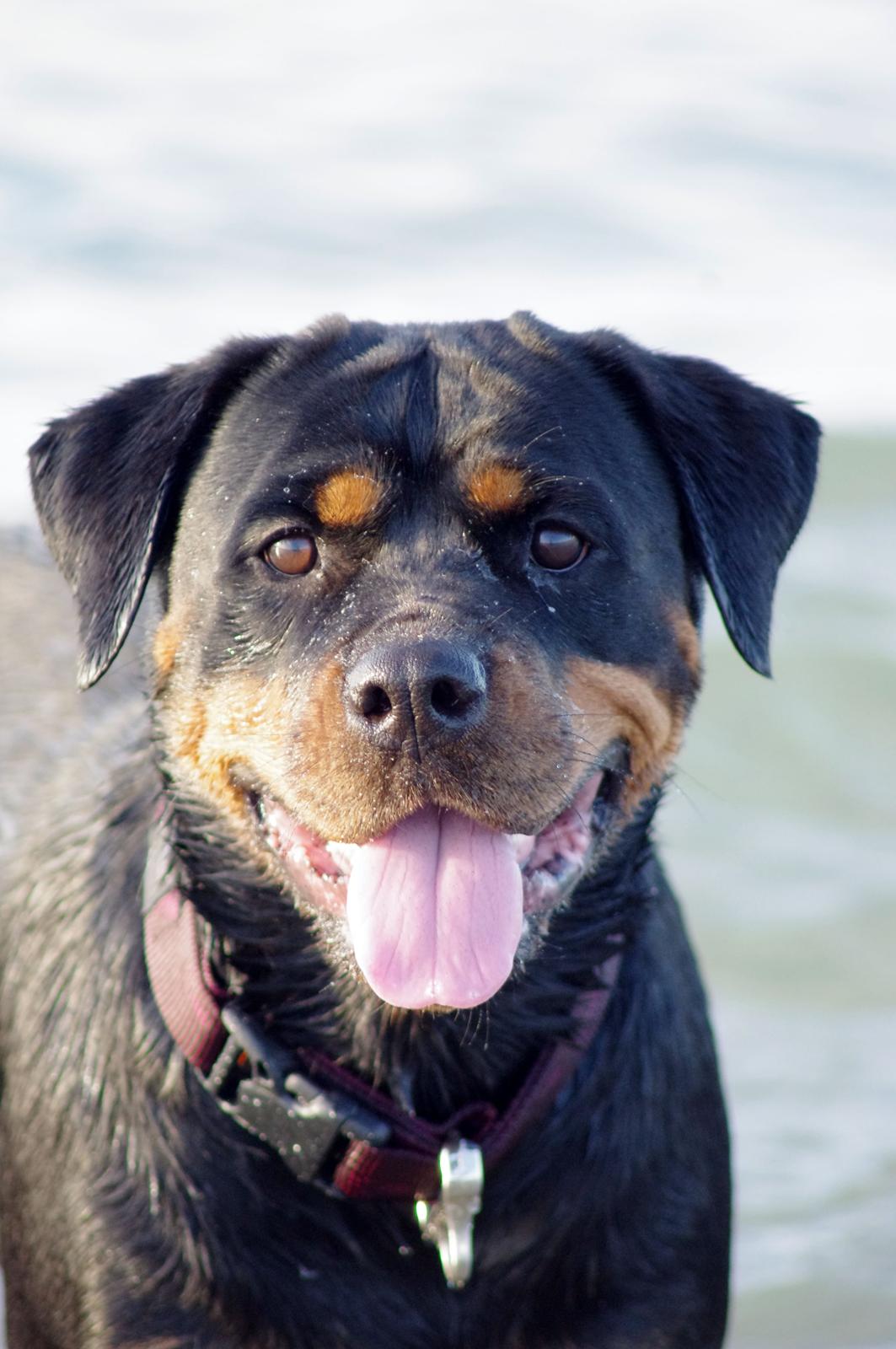 Rottweiler Vom Hause Wenorra Fadia - Juli 2013 billede 16