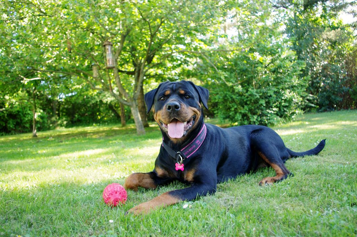 Rottweiler Vom Hause Wenorra Fadia - Juni 2013 billede 21