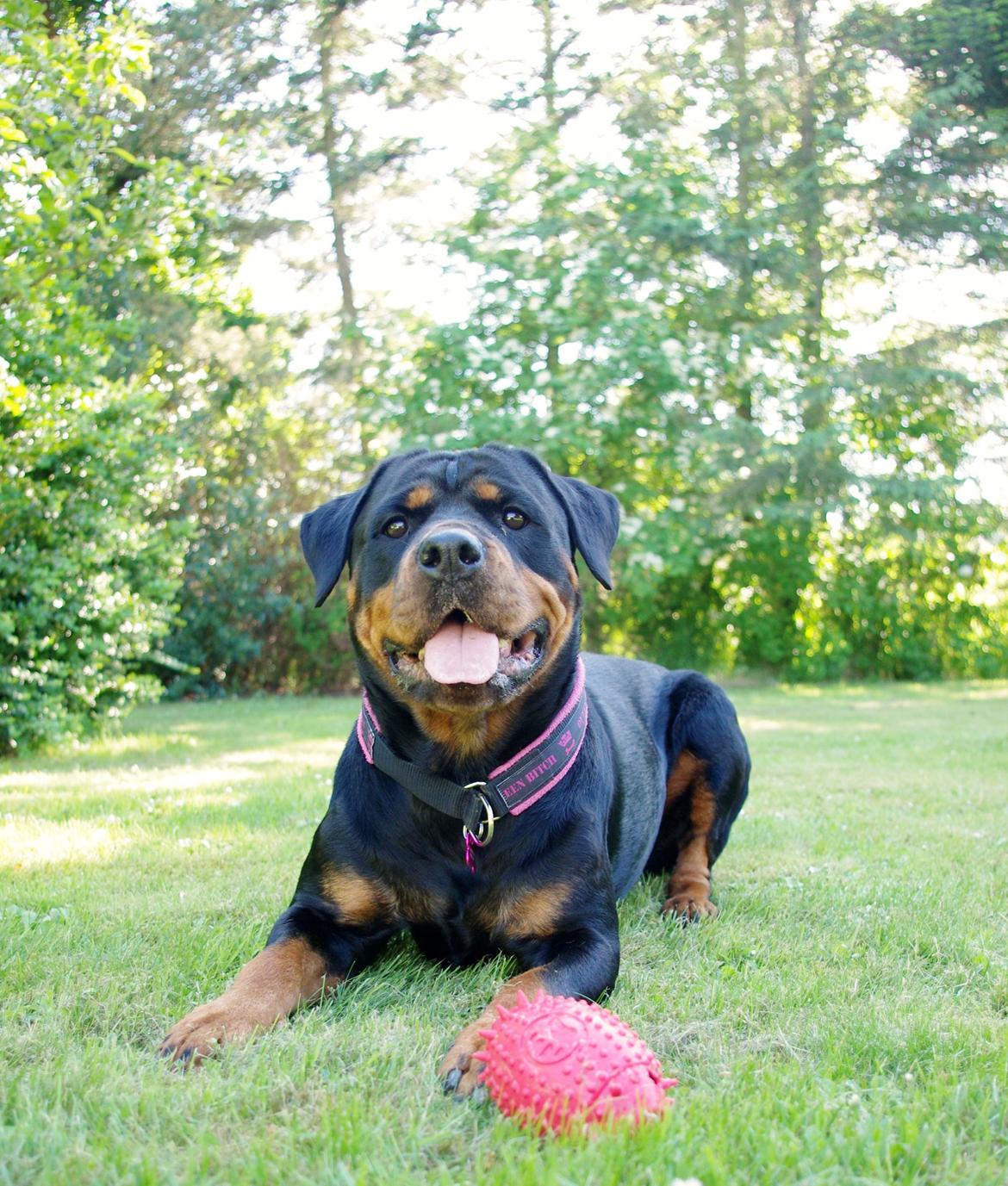 Rottweiler Vom Hause Wenorra Fadia - Juni 2013 billede 22