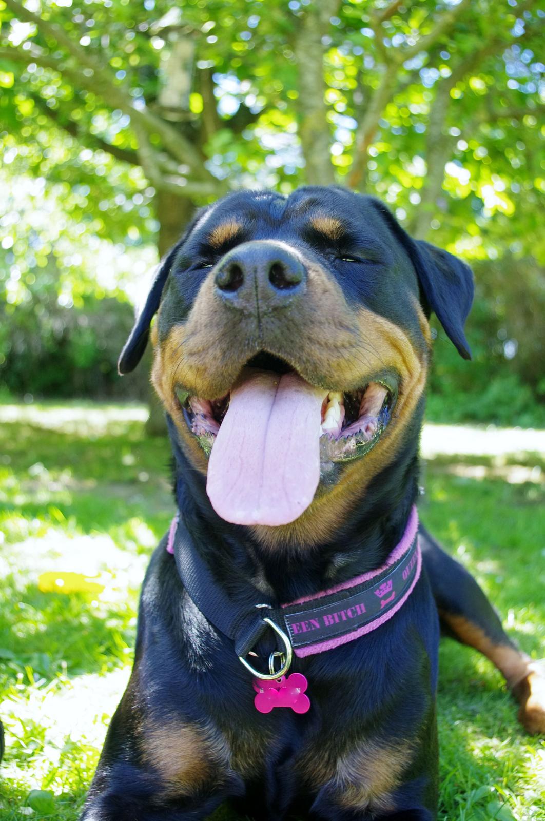 Rottweiler Vom Hause Wenorra Fadia - Juni 2013 billede 23